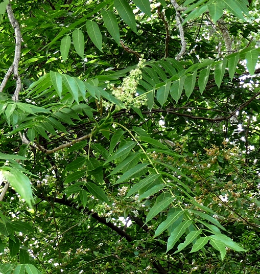 {Ailanthus altissima}